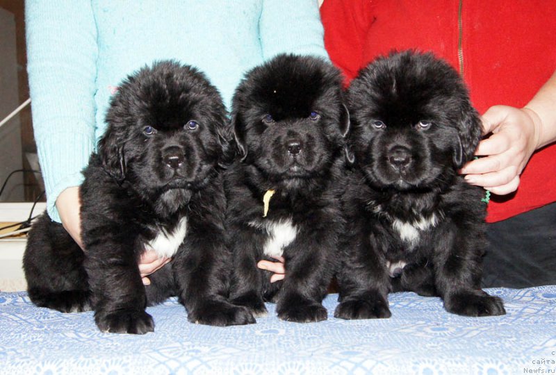 Фото: ньюфаундленд Super Bizon Napoleon (Супер Бизон Наполеон), ньюфаундленд Super Bizon Nataniel' Ben (Супер Бизон Натаниель Бен), ньюфаундленд Super Bizon Norberto (Супер Бизон Норберто)