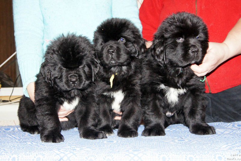 Фото: ньюфаундленд Super Bizon Napoleon (Супер Бизон Наполеон), ньюфаундленд Super Bizon Nataniel' Ben (Супер Бизон Натаниель Бен), ньюфаундленд Super Bizon Norberto (Супер Бизон Норберто)