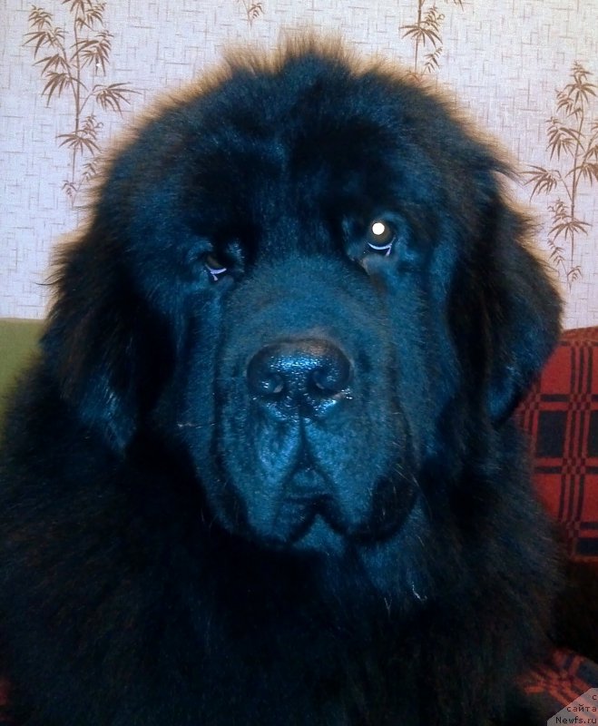 Фото: ньюфаундленд Chernyj Chank s Berega Dona (Черный Чанк с Берега Дона)