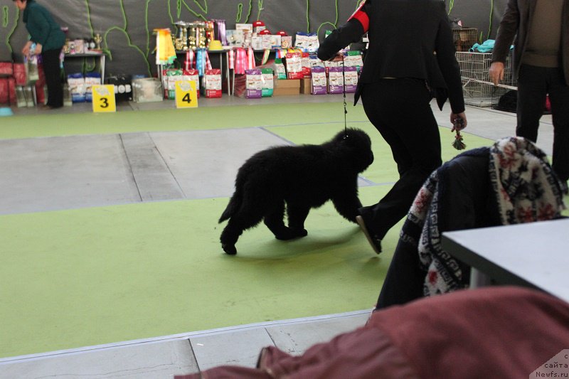 Фото: ньюфаундленд Markiz Maximilien de Mark (Маркиз Максимельен Де Марк)