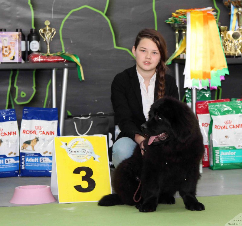 Фото: ньюфаундленд Brownblood MSK Harricane Higgins (Браунблад МСК Харрикейн Хиггенс)