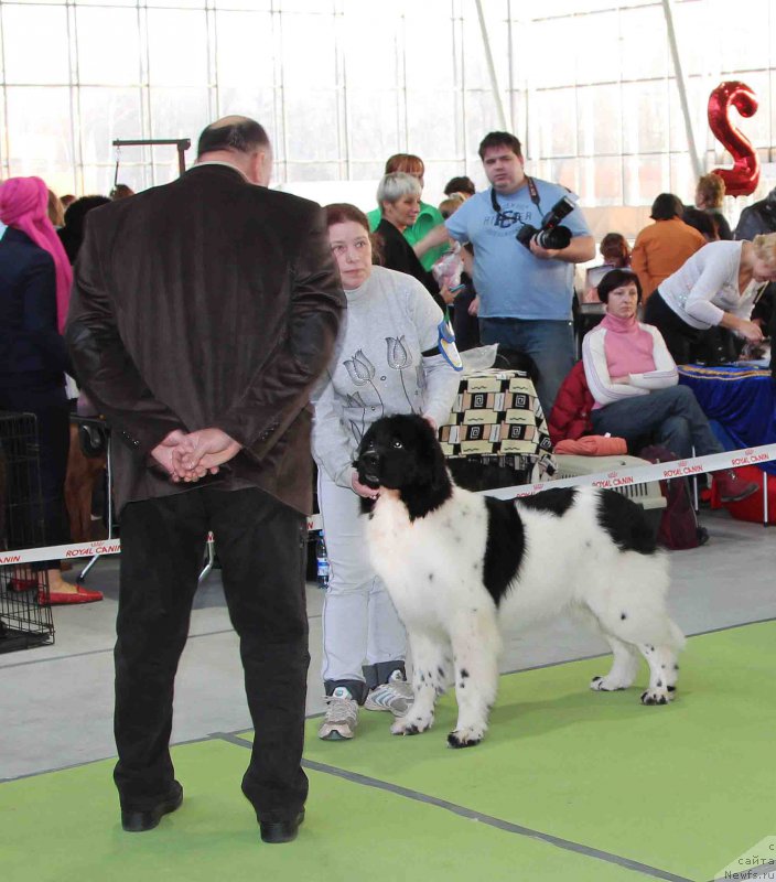 Фото: ньюфаундленд Sent Djons In Glori (Сент Джонс Ин Глори)