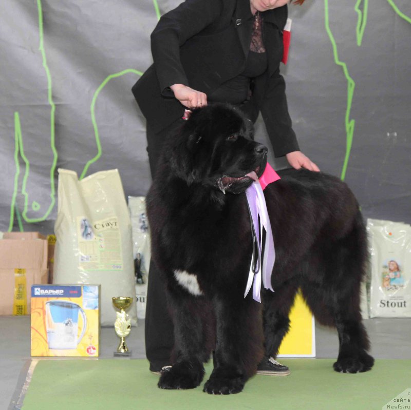 Фото: ньюфаундленд Super Bizon Liliman (Супер Бизон Лилимэн)