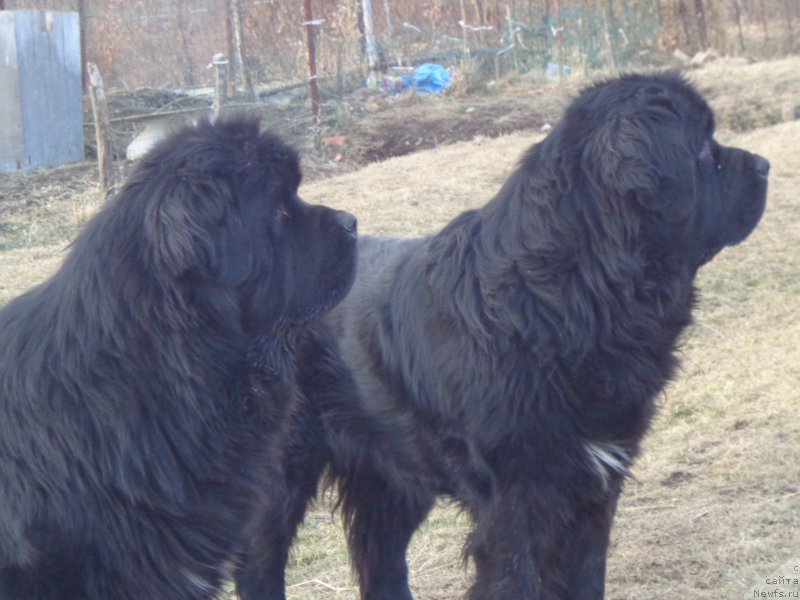 Фото: ньюфаундленд Super Premium Liniel Daylirring (Супер Премиум Линиэль Дайлиррин), ньюфаундленд Super Premium Mikado (Супер Премиум Микадо)