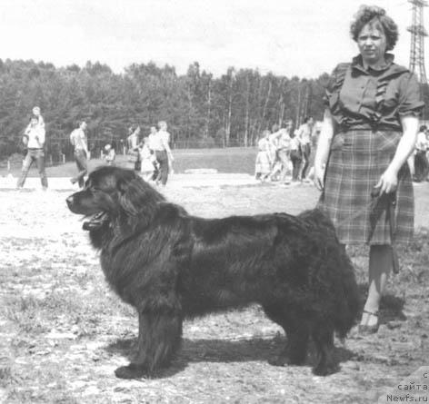 Фото: ньюфаундленд Karim Kliya (Карим Клия)