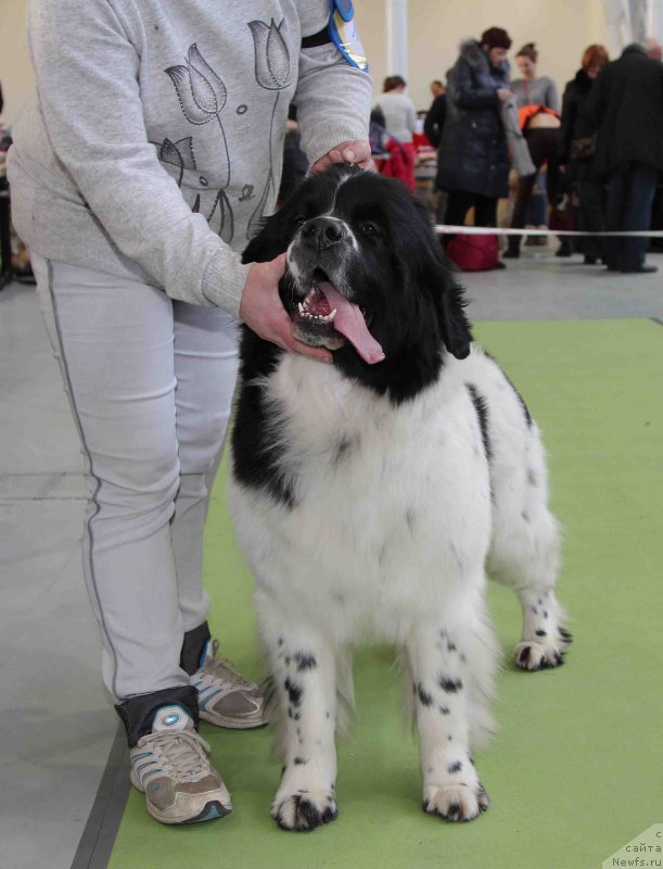 Фото: ньюфаундленд Sent Djons Dalida (Сент Джонс Далида)