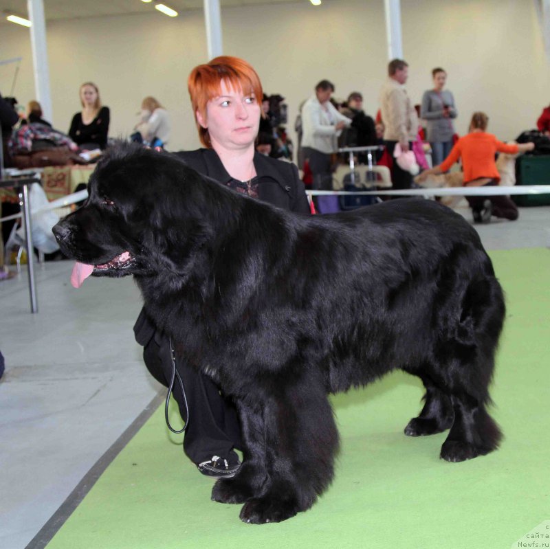 Фото: ньюфаундленд Jelannaya Moya (Желанная Моя)