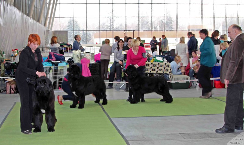 Фото: ньюфаундленд Super Bizon Liliman (Супер Бизон Лилимэн), ньюфаундленд Aquatoriya Kelvin Schedrivchik (Акватория Келвин Щедривчик), ньюфаундленд Jelannaya Moya (Желанная Моя)