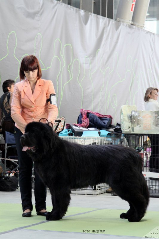 Фото: ньюфаундленд Matvey s Berega Dona (Матвей с Берега Дона)