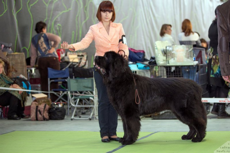 Фото: ньюфаундленд Matvey s Berega Dona (Матвей с Берега Дона)