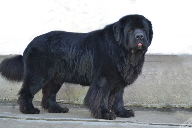 Фото: ньюфаундленд Sent Djons Rollex (Сент Джонс Роллекс)