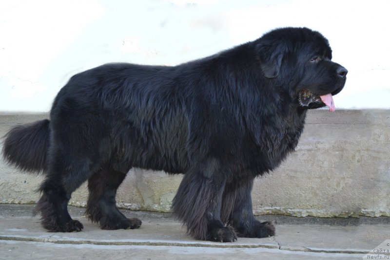 Фото: ньюфаундленд Sent Djons Rollex (Сент Джонс Роллекс)