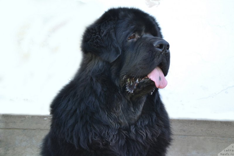 Фото: ньюфаундленд Sent Djons Rollex (Сент Джонс Роллекс)