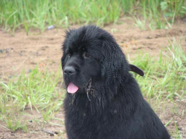 Фото: ньюфаундленд Utrennyaya Zvezda Avrora (Утренняя Звезда Аврора)