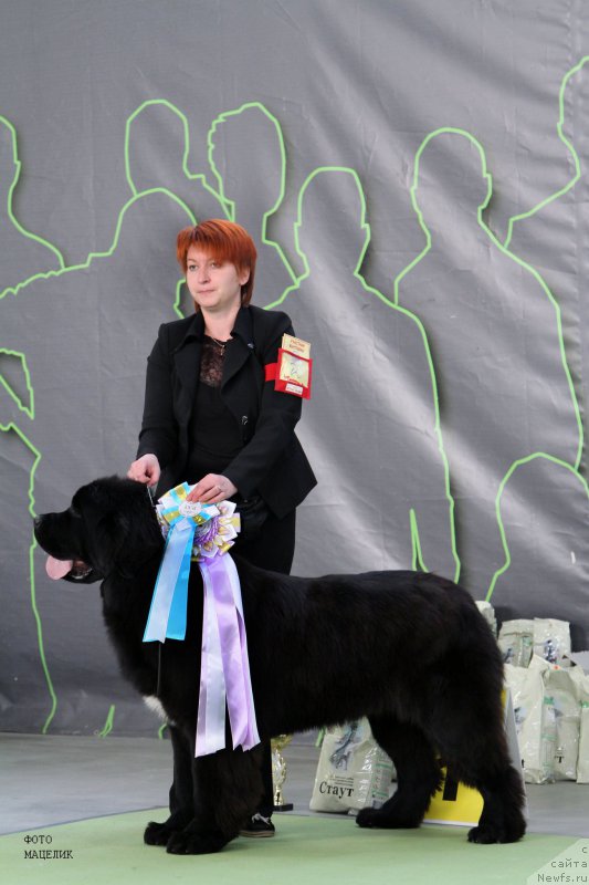 Фото: ньюфаундленд Super Bizon Liliman (Супер Бизон Лилимэн)