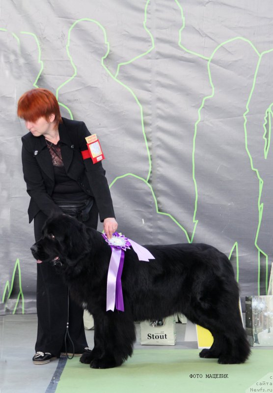 Фото: ньюфаундленд Jelannaya Moya (Желанная Моя)