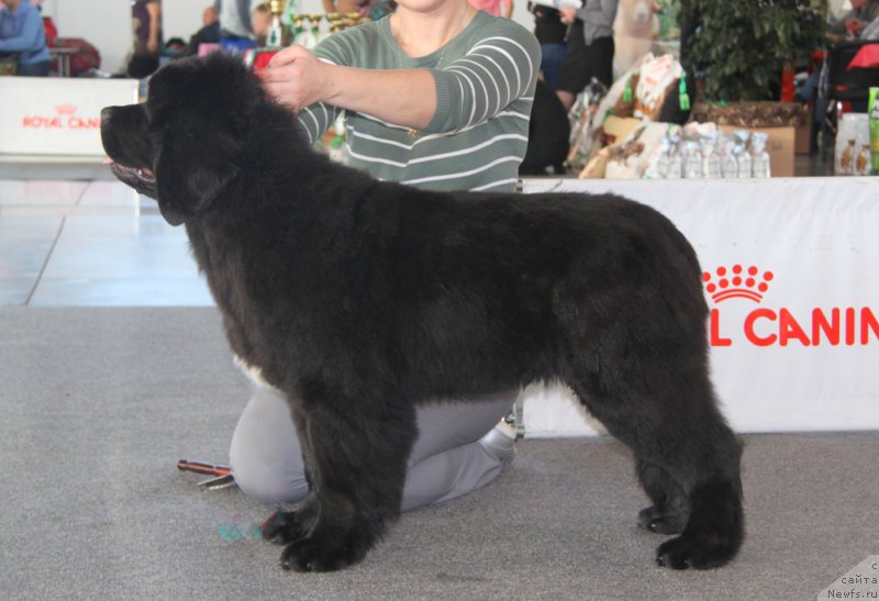 Фото: ньюфаундленд Akvian Song Okeanik Vind (Аквиан Сонг Океаник Винд)