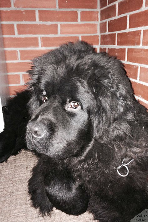 Фото: ньюфаундленд Atos s Berega Dona (Атос с Берега Дона)