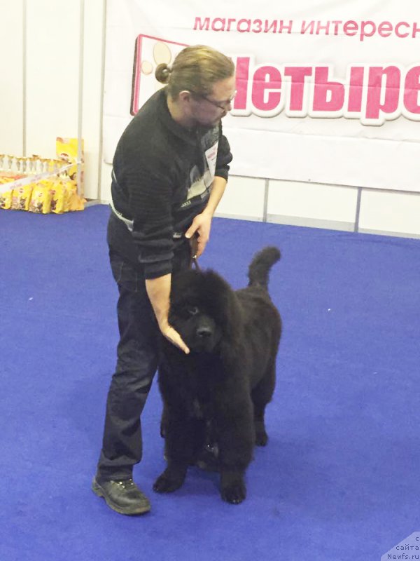 Фото: Бегущая по волнам Чойс оф Фибоначчи