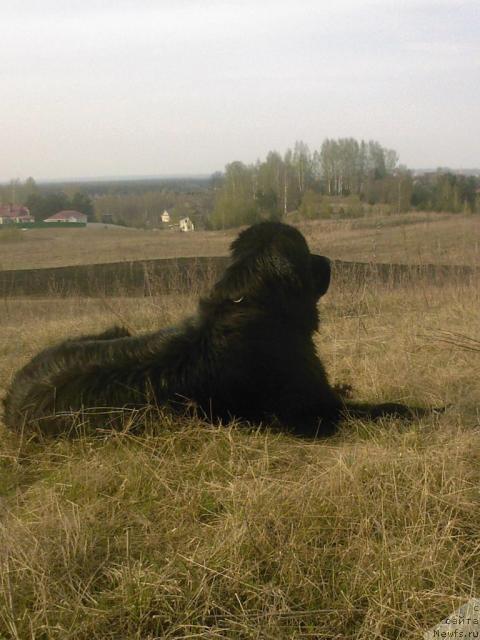Фото: ньюфаундленд Utrennyaya Zvezda Avrora (Утренняя Звезда Аврора)