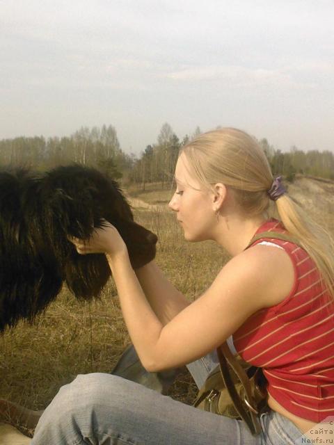 Фото: ньюфаундленд Utrennyaya Zvezda Avrora (Утренняя Звезда Аврора)