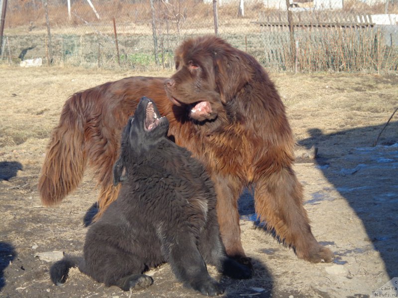 Фото: ньюфаундленд N'yufort YU'Severino (Ньюфорт Ю'Северино), ньюфаундленд Viktorius Smayl (Викториус Смайл)