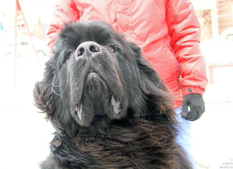 Фото: ньюфаундленд Super Bizon Lazzaro (Супер Бизон Лаззаро)