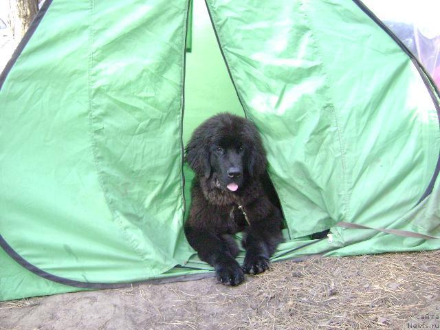 Фото: ньюфаундленд Amazonka YEmi CHardishik (Амазонка Эми Чардишик)