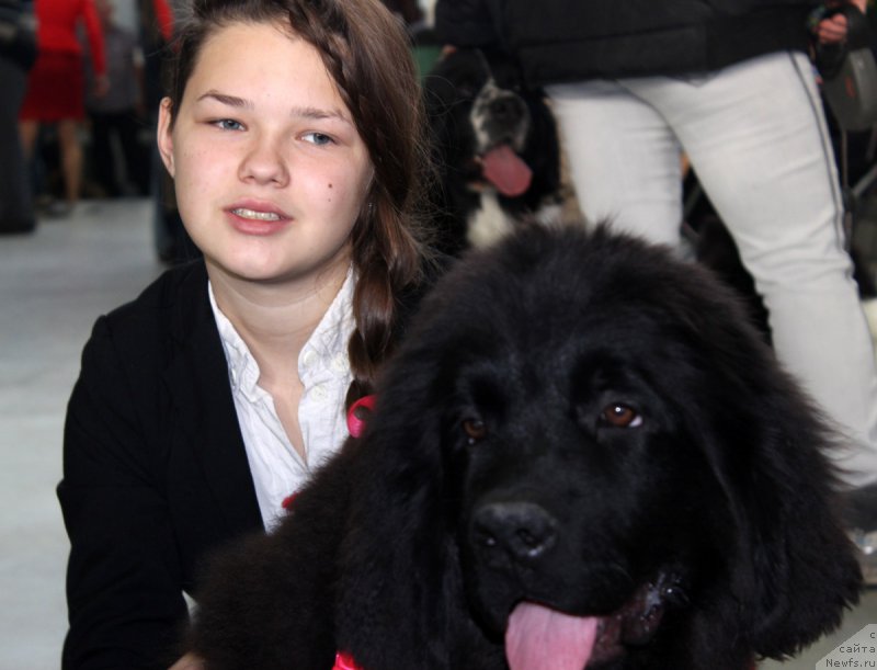 Фото: ньюфаундленд Brownblood MSK Harricane Higgins (Браунблад МСК Харрикейн Хиггенс), Mariya SHmeleva (Мария Шмелева)