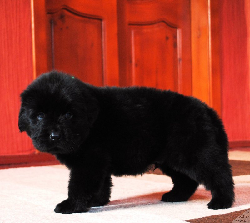 Фото: ньюфаундленд Moya Stihiya Iris Roy Devidson (Моя Стихия Ирис Рой Девидсон)