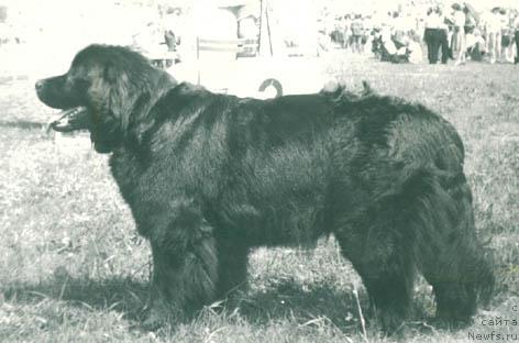 Фото: ньюфаундленд Mirta Lakdar (Мирта Лакдар)