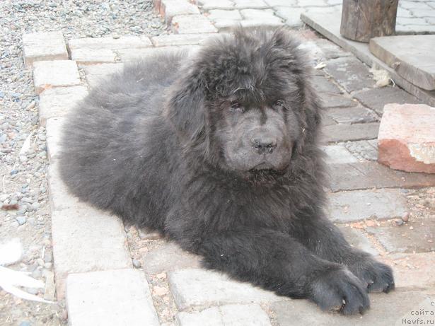 Фото: ньюфаундленд Zahar iz Medvej'ego YAra (Захар из Медвежьего Яра)