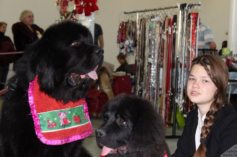 Фото: ньюфаундленд Matvey s Berega Dona (Матвей с Берега Дона), ньюфаундленд Brownblood MSK Harricane Higgins (Браунблад МСК Харрикейн Хиггенс), Mariya SHmeleva (Мария Шмелева)