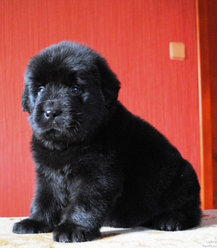 Фото: ньюфаундленд Moya Stihiya Iris Roy Devidson (Моя Стихия Ирис Рой Девидсон)