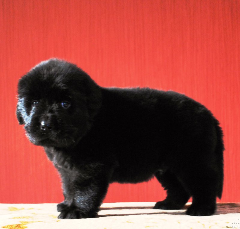 Фото: ньюфаундленд Moya Stihiya Iris Roy Devidson (Моя Стихия Ирис Рой Девидсон)