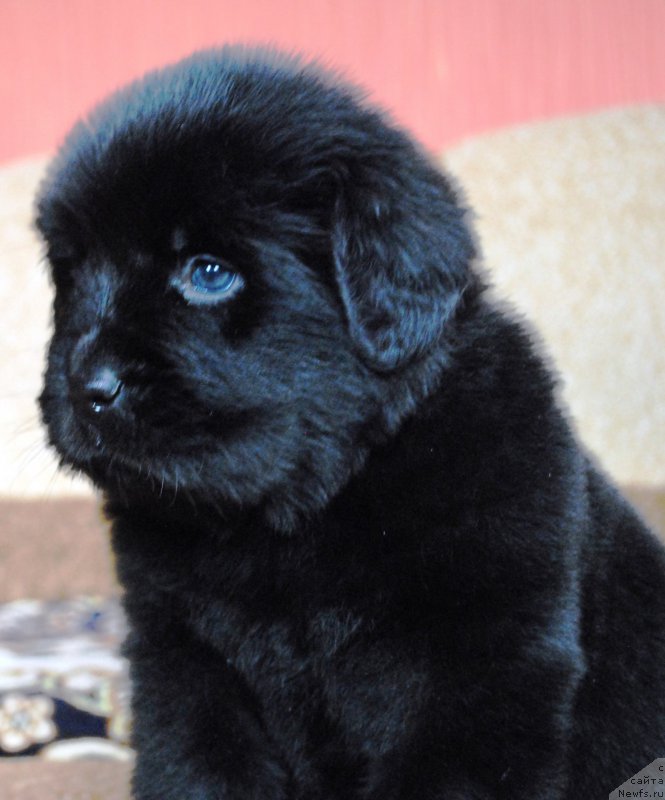 Фото: ньюфаундленд Moya Stihiya Iris Roy Devidson (Моя Стихия Ирис Рой Девидсон)