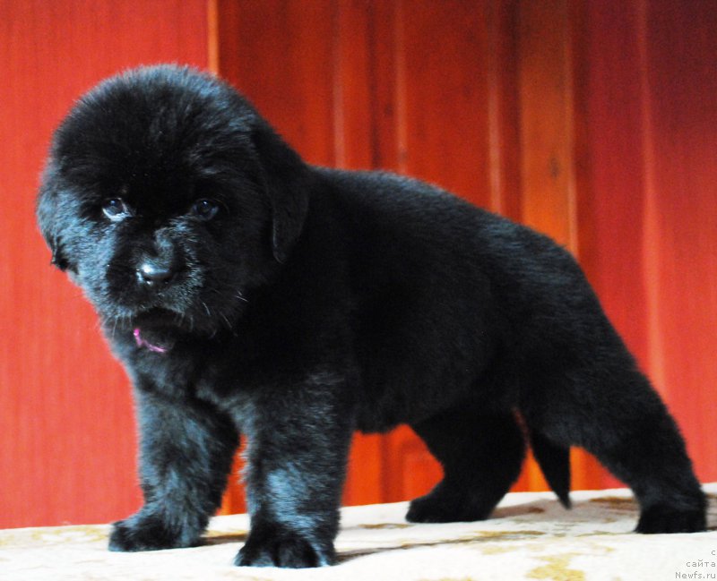 Фото: ньюфаундленд Moya Stihiya Imperatrica Mariya (Моя Стихия Императрица Мария)