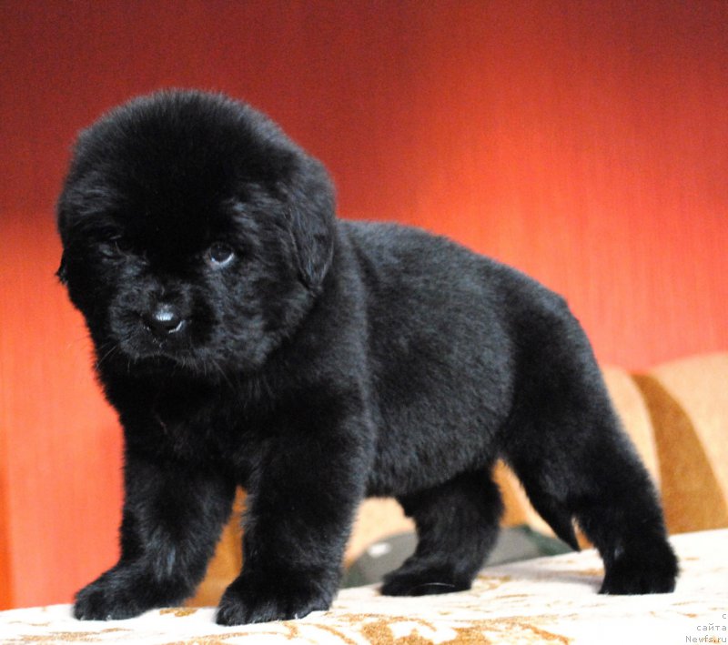 Фото: ньюфаундленд Moya Stihiya Imperatrica Mariya (Моя Стихия Императрица Мария)