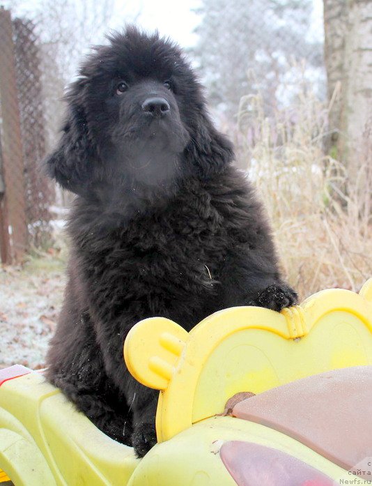 Фото: ньюфаундленд Alfa Dar Oksa Arsemiy (Альфа Дар Окса Арсёмий)