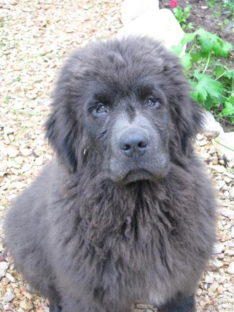 Фото: ньюфаундленд Zahar iz Medvej'ego YAra (Захар из Медвежьего Яра)