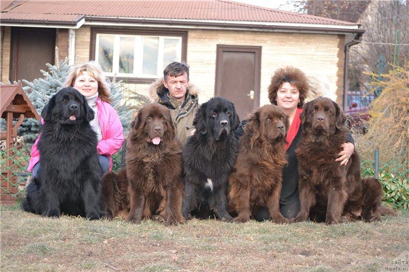 Фото: ньюфаундленд Nefertiti Krasavica Gryadet (Нефертити Красавица Грядет), Elena Votchal (Елена Вотчал), ньюфаундленд Sverkayuzhaya Gora Mashame (Сверкающая Гора Машаме), ньюфаундленд Mercedes Vialiki Miadzvedz (Мерседес Вялiкi Мядзведзь), ньюфаундленд Velikiy Medved' Kameliya (Великий Медведь Камелия), Elena SHmeleva (Елена Шмелева), ньюфаундленд Chara Hani Les (Чара Хани Лес)