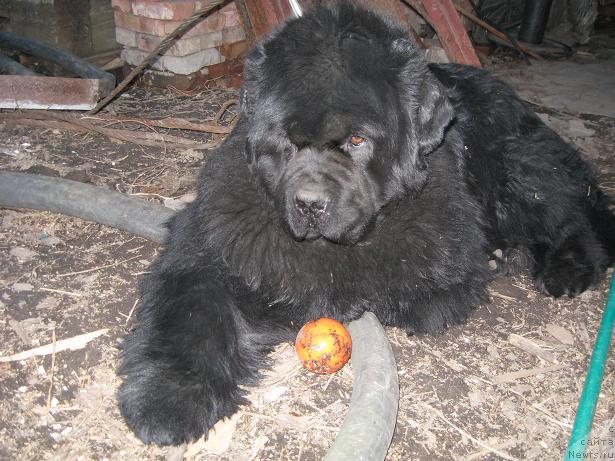 Фото: ньюфаундленд Yuzhny Sharm iz Medvejyego Yara (Южный Шарм из Медвежьего Яра)