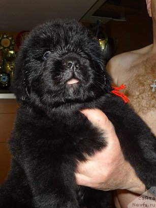 Фото: ньюфаундленд Promise To Love Midnight Bear (Promise To Love Midnight Bear)