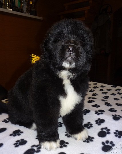 Фото: ньюфаундленд Promise To Love Midnight Bear (Promise To Love Midnight Bear)