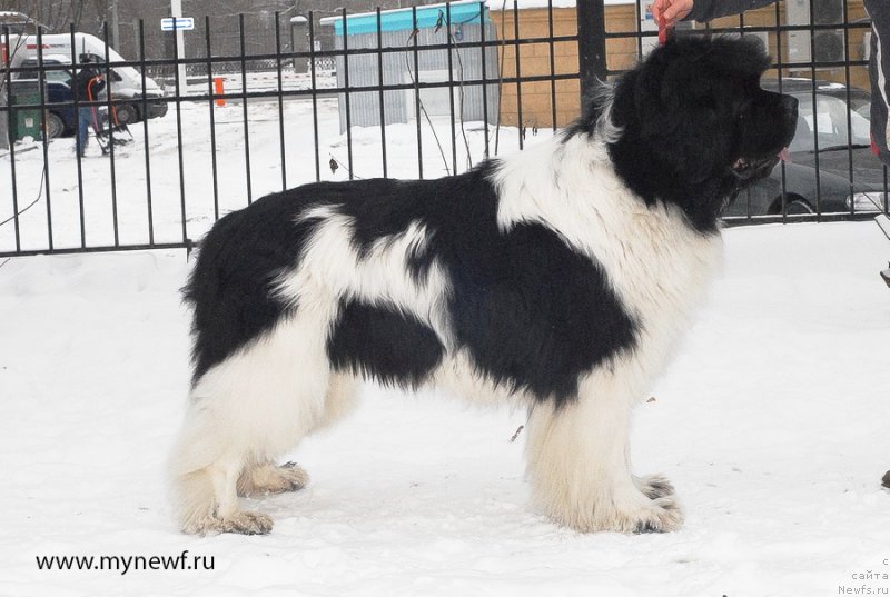 Фото: ньюфаундленд Super Premium Zhodo Ferolli (Супер Премиум Жодо Феролли)