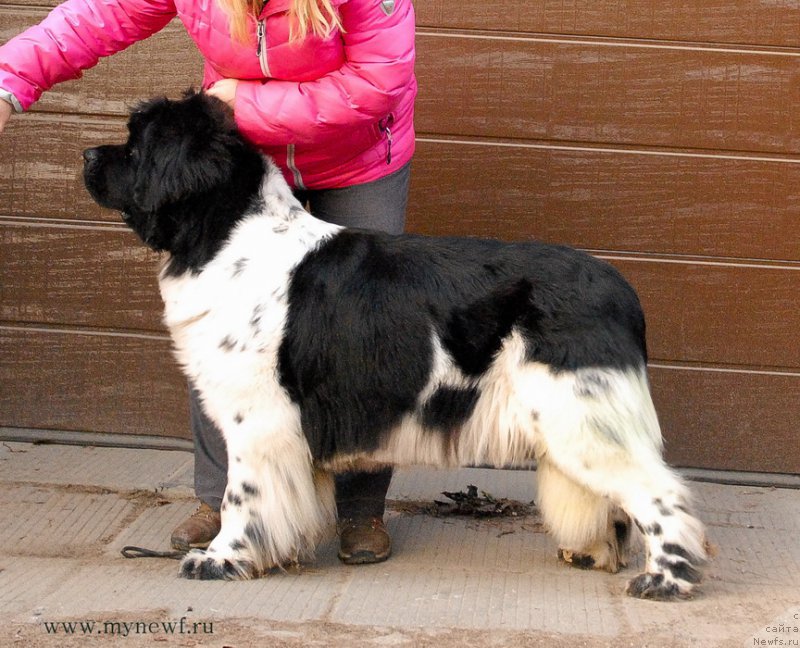 Фото: ньюфаундленд Threeponds Sunny Flower for Sent Djons