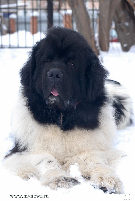 Фото: ньюфаундленд Super Premium Zhodo Ferolli (Супер Премиум Жодо Феролли)