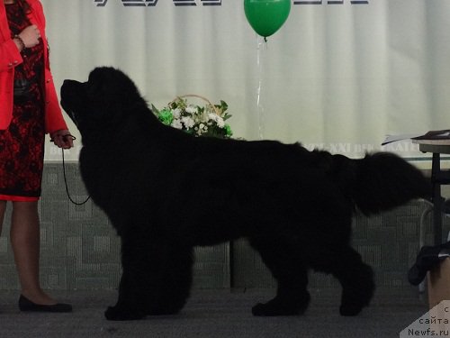 Фото: ньюфаундленд Njufort Shawn Wallmar Triumph (Ньюфорт Шон Волмари Триумф)