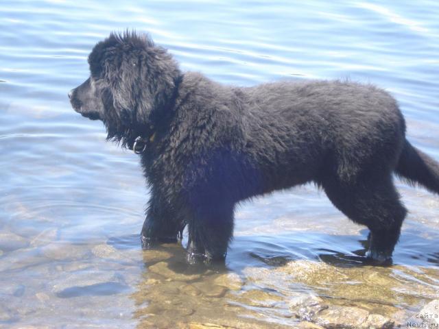 Фото: ньюфаундленд Super Bizon Vodoley (Супер Бизон Водолей)