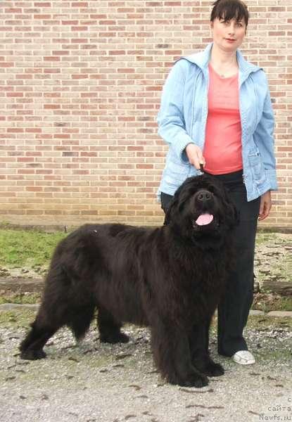 Фото: ньюфаундленд Greyzi (Грейзи), Iraida Kobzareva (Ираида Кобзарева)